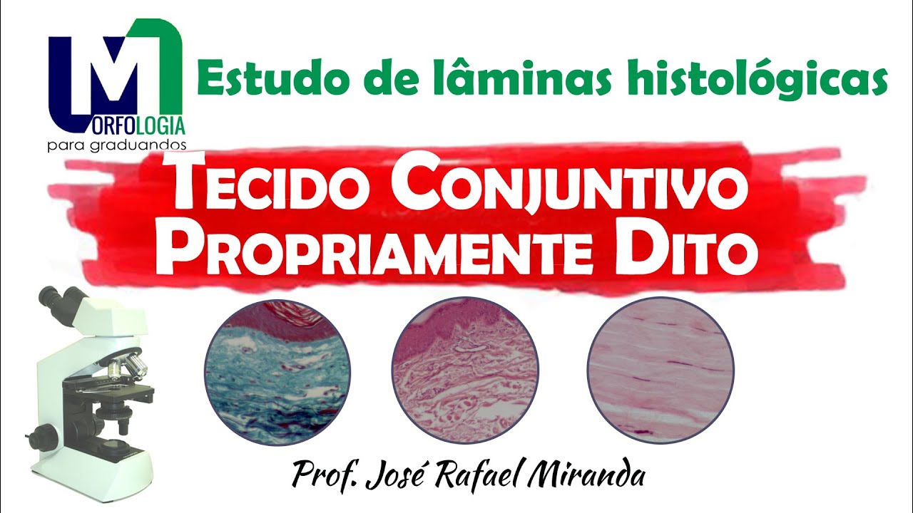 Tecido conjuntivo propriamente dito - Estudo de lâminas histológicas