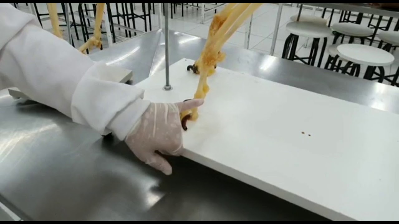 Aula anatomia veterinária, Osteologia.