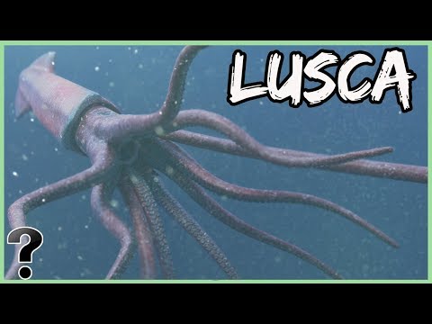 What If The Legend Of Lusca Was Real?