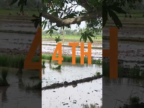 BERNARD CAMPBELL Telugu Soya Plantation Chronicles