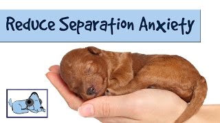 Music to Reduce Separation Anxiety in Dogs: Relaxing Sounds, Stressed Dog, Sounds for Puppies