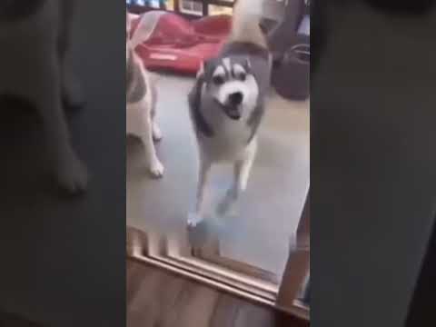 Happy Dog Song Tik Tok (look at my happy happy guy oh just a happy happy happy dog#shorts #india