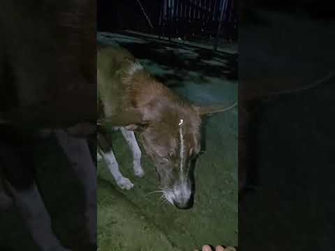 Love 5                                                      #shorts