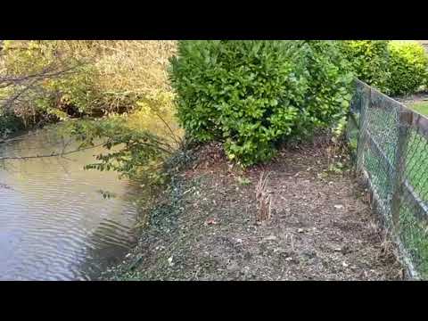 Ken's Weekly Tips - Back At The Pond