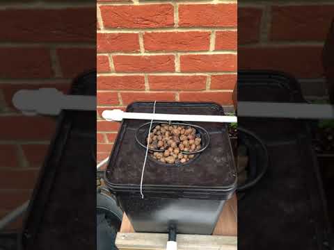 DIY hydroponics , UK Dutch bucket system 2020