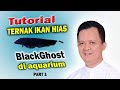 Tahap Pertama Dalam Pembenihan Ikan Hias Blackghost