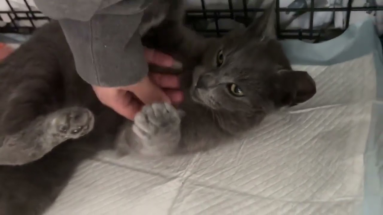 Enlarge Edmund , an adopted Domestic Short Hair in Fairfax, VA video 5/5