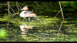 preview picture of video 'Great Crested Grebe (Podiceps cristatus) nesting / Haubentaucher nistet [4]'