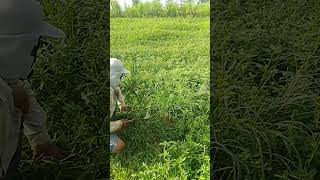 Download lagu rumputnya seger buger mp3