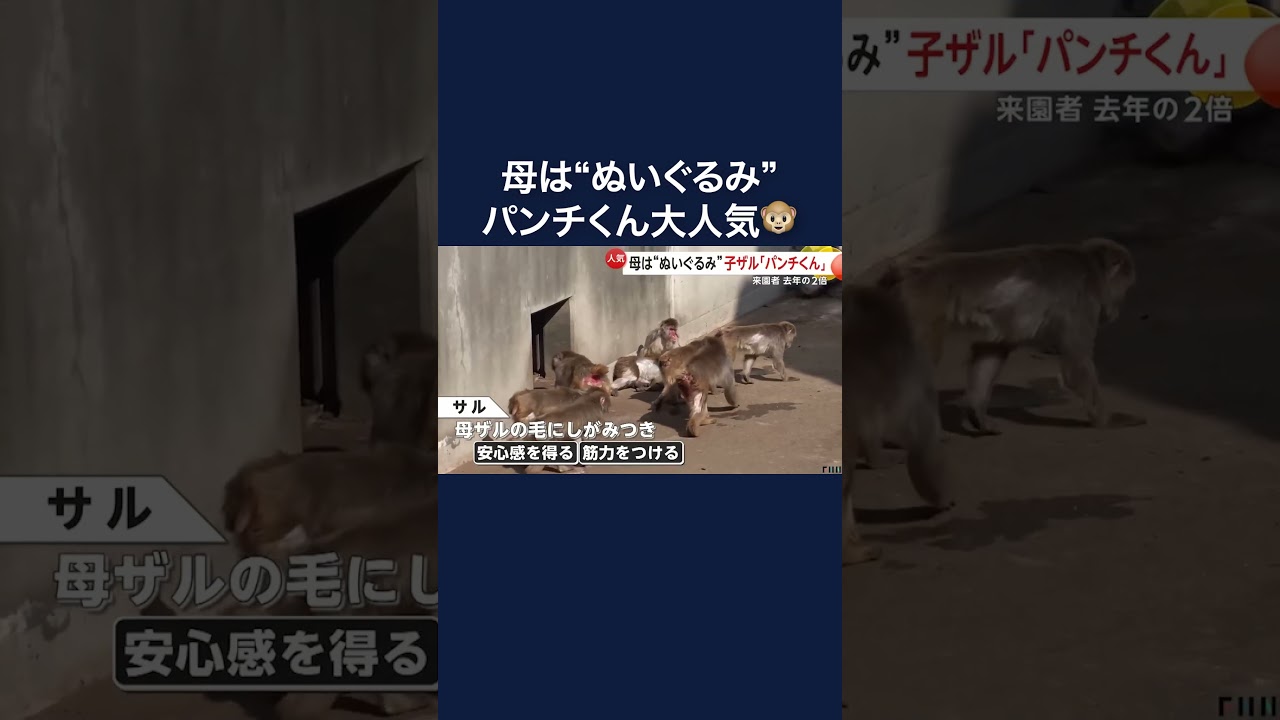市川市動植物園で大人気…ぬいぐるみが“母”の子ザル「パンチくん」#shorts