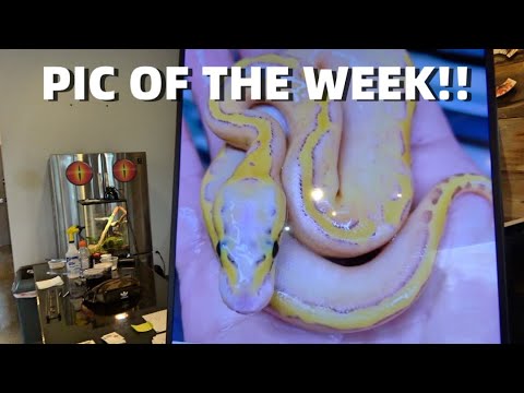 MC PIC OF THE WEEK!! Amazing Ball Python Combos!
