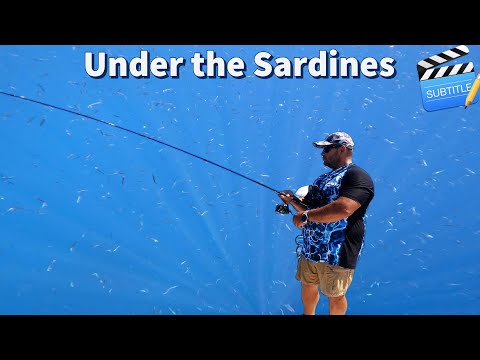 Light Blue Pursuits #4: I Found the FISH under a cloud of Sardines and got them with a Jig Pencil!