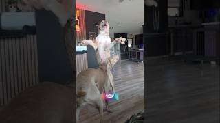 These dogs haven't had this much energy in so long! #dogshorts #doggielife #dogmom #petsrule #mypet