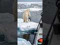 Unexpected Encounter Of A Polar Bear And A Little Penguin Polarbear Penguins Bear Unexpected