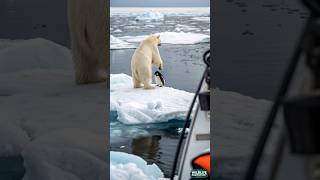 Unexpected Encounter Of a Polar Bear and a Little Penguin #polarbear #penguins #bear #unexpected