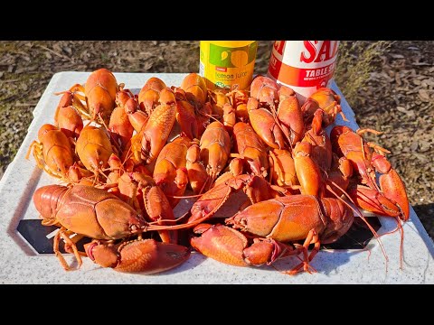 Yabby Catch And Cook, The Best Way To Cook Yabbies