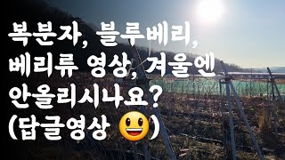 복분자, 블루베리, 베리류 영상 