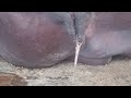 Murrah Vaginal Discharge Murrah Buffalo Bubalus Bubalis Post Parturition PDC Shorts