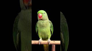 Download lagu https://youtube.com/shorts/sJqjzhdv07Y?si=EkZ-4Qq8pGf2k1cd mp3 Download lagu https://youtube.com/shorts/sJqjzhdv07Y?si=EkZ-4Qq8pGf2k1cd mp3