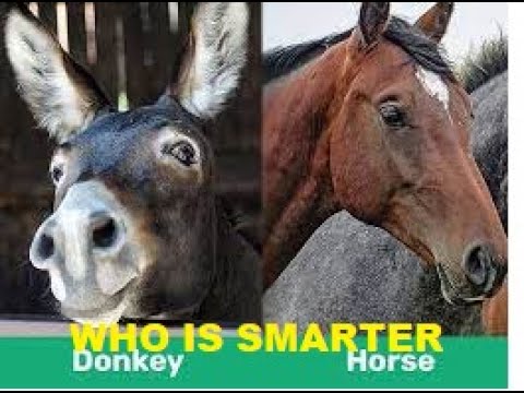 YouTube video about: Are camels smarter than horses?