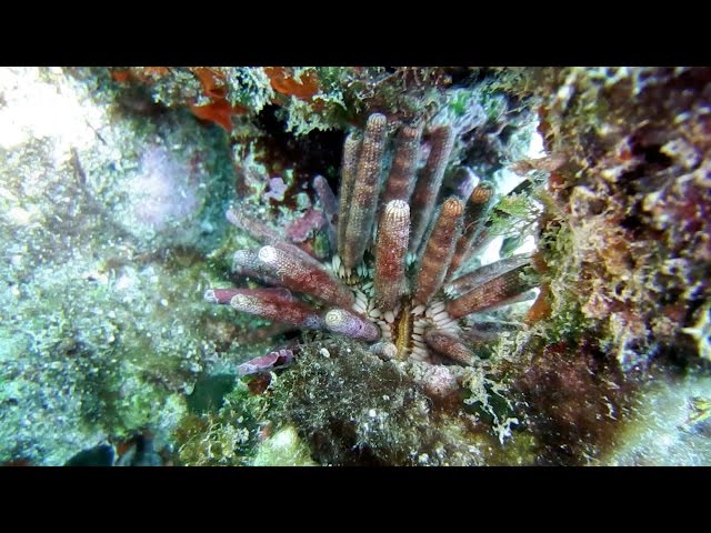 Snorkeling Lauderdale-By-The-Sea, Erojacks Reef, and Catching Lobster in Hollywood FL. 2015