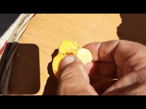 GLJIVE NAŠIH ŠUMA -LISIČARKA ( Cantharellus cibarius)