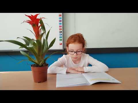 TEXTUL NONLITERAR Clasa a II-a Dragonasii