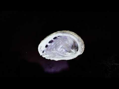 video frame placeholder