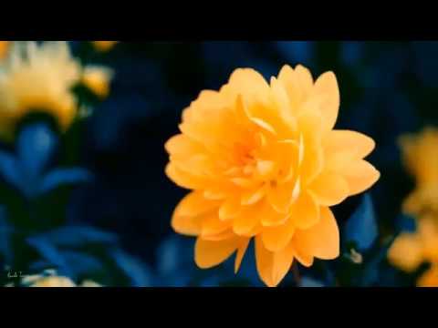 ♫ Músicas Excelentes para Relaxar  -  Transmite  Muita  paz - Piano Suave.