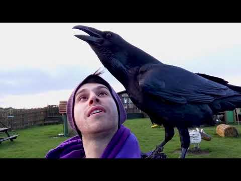Meet Loki the overly affectionate raven who likes to cuddle.