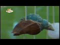 Baby TV Evening Night Day Part 16