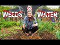 Start A Lazy Garden From Scratch NEVER Weed Water Again