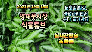 2021년 12월 15일 수요일  예쁜식물 보면서  수다떨어봐요 #양재꽃시장 #식물튜브