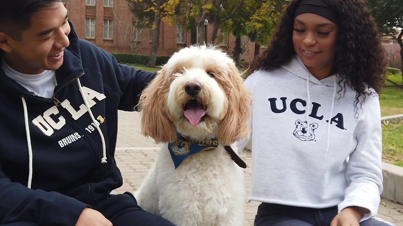 2021 UCLA Spring Apparel Collection Inside Look