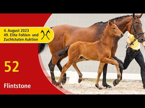 49th Verden Elite Foal -OnLive-Auction- Aug. 4th, No. 52 Flintstone by Franklin - Londonderry