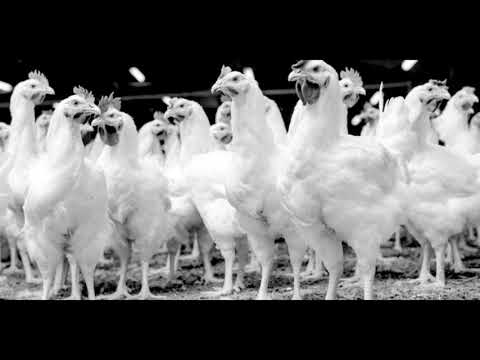 Earl Johnson & his Clodhoppers They Don't Roost Too High For Me (1927)