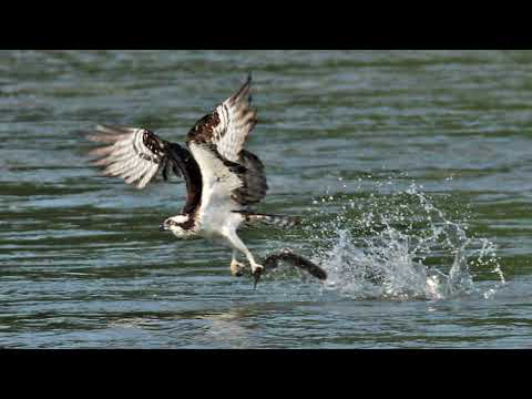 Osprey Catching Fish