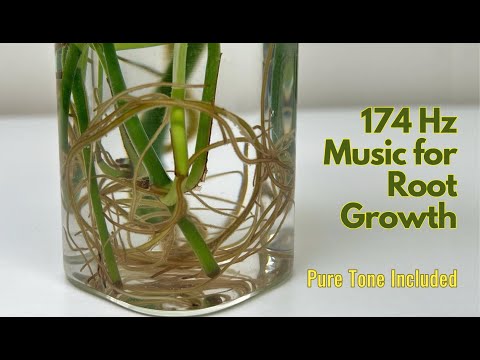 Music for Root Growth 🌱 174 Hz Pure Tone for Strong, Healthy Roots