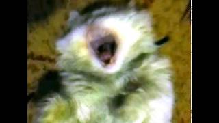 Истерика кота (Скример)