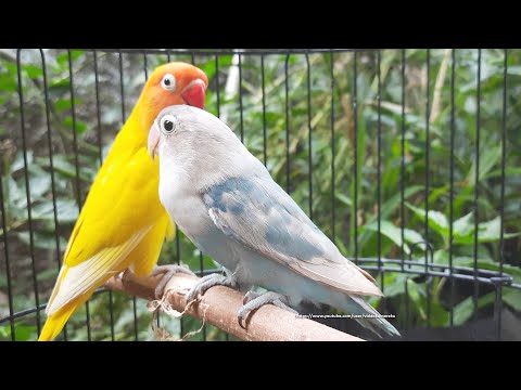 Lovebird Chirping & Singing Sounds 5 Hours - Lutino & Pastel Blue Fischer