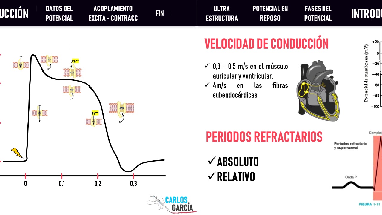 Fisiología - Contracción del Músculo Cardiaco (Potencial de Acción, Ultraestrucutra, Acoplamiento)