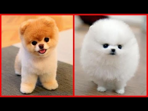Cutest Dogs in the world | Funny Animals Videos Compilation 2019