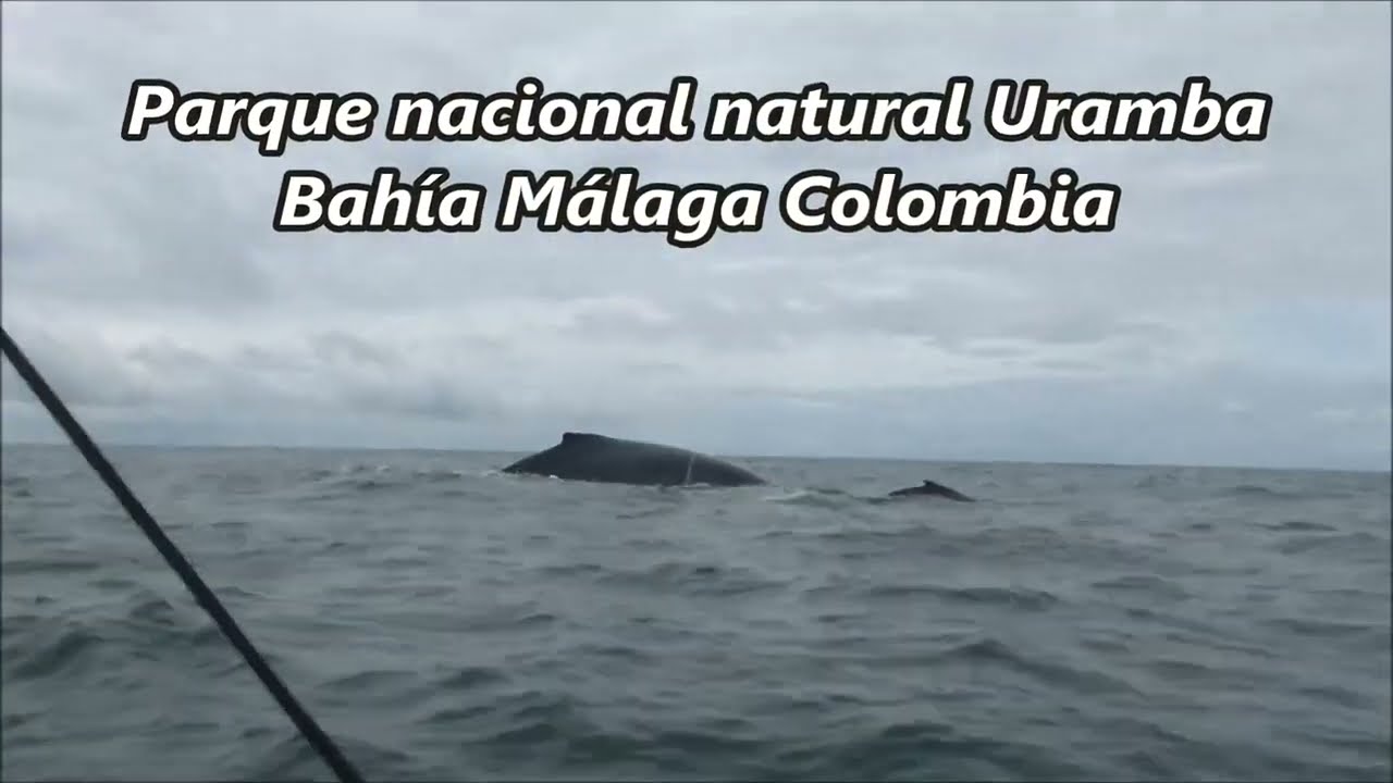 Espectacular avistamiento de ballenas en al pacifico colombiano