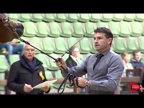 N.66 NEMESI REGALIS - Lier 2018 - 2 Years Old Fillies (Class 3B)