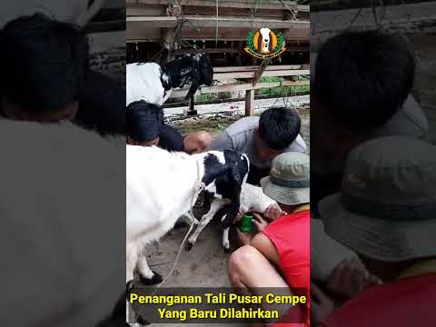 , title : 'JANGAN LENGAH!!, Tali Pusar Cempe (Anak Kambing) Wajib Ditangani dengan Serius.'