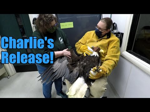 Charlie's Release (Bald Eagle Rescue)