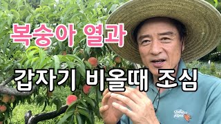 갑자기 비올때 복숭아 열과 막을 수 있는 방법