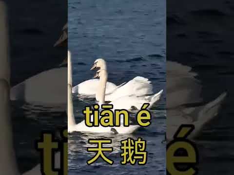 как сказать по китайски лебедь