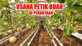 Download lagu URBAN FRUIT PICKING BUSINESS USING A HYDROPONIC SYSTEM IS VERY PROFITABLE || MELON PICKING mp3
