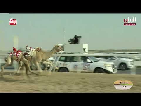  ش 15 ( شرارة) لـ  سالم جابر الجربوعى المري 5:54:81 , مهرجان الأمير الوالد 2026/2/4 حقايق الشحانية